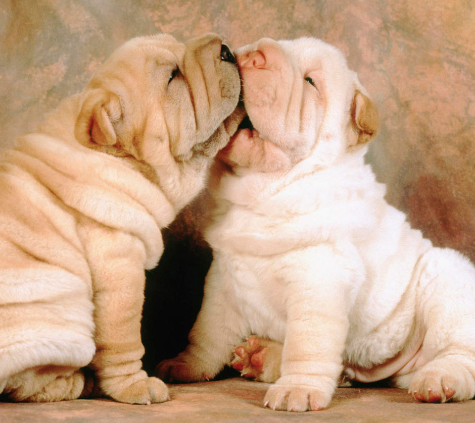 Sweet & Cute Animals Kissing Funny And Cute Animals