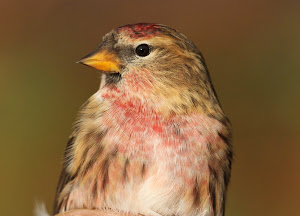 Lesser Redpoll