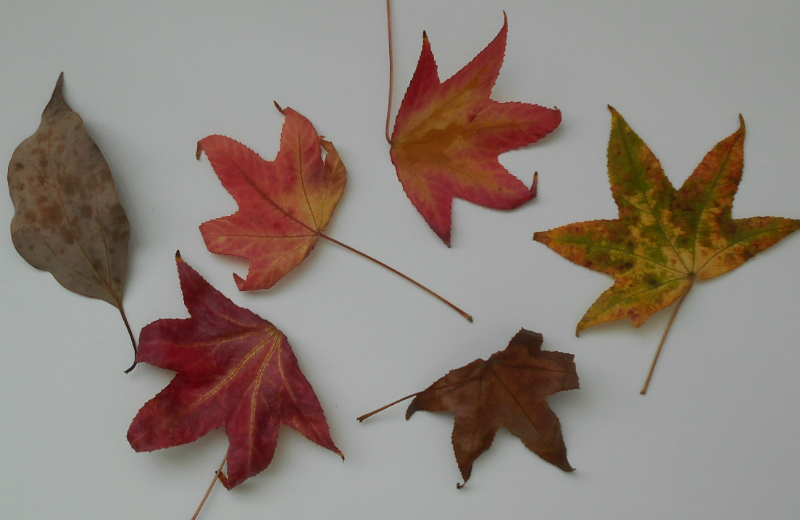 Fine Lines Beginner Papier Mache for Autumn