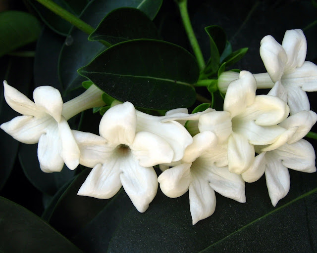 beautiful white flowers