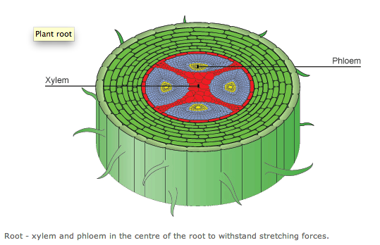 transport phenomena in biological systems