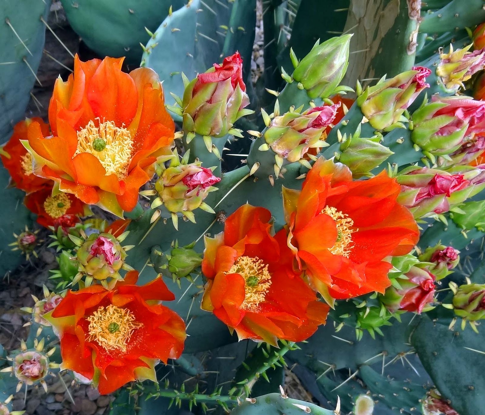 Joe�s Retirement Blog Blooming Cactus, Albuquerque, New Joe�s Retirement Blog Blooming Cactus, Albuquerque, New