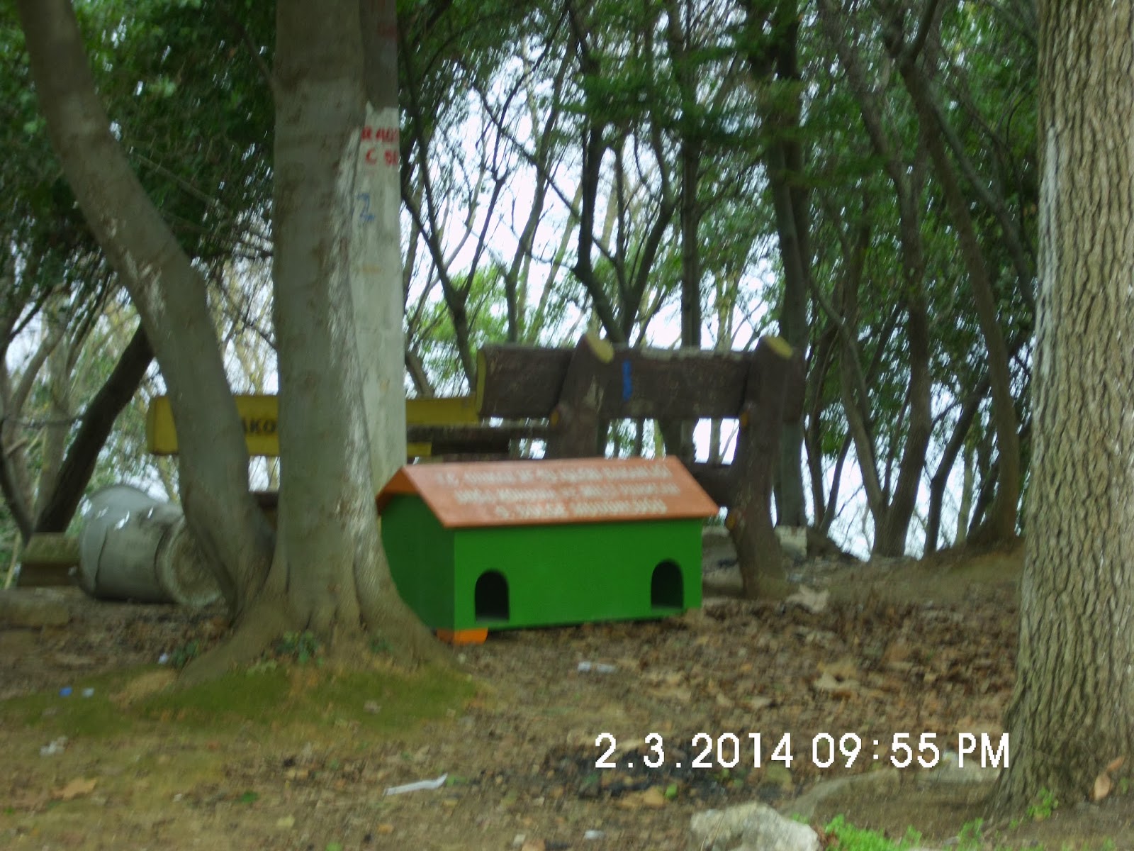 DOĞAL HAYATA SAYGI ORMAN BAKANLIĞI TARAFINDAN İLLERE GÖNDERİLEN KEDİ