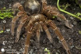 goliath bird eating spider makes a reappearance the wonders of goliath bird eating spider size comparison