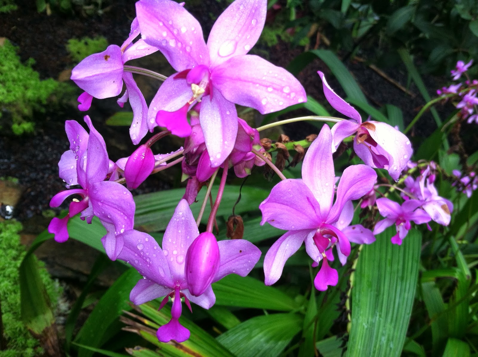 Two Sisters Gardening Orchid The Air Plant