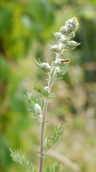 Mugwort