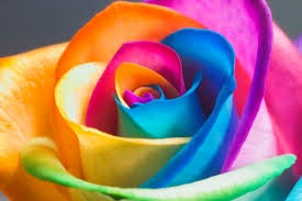 ~Rainbow Rose~