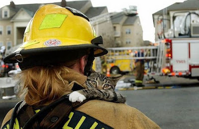 Animals Being Rescued Seen On www.coolpicturegallery.us