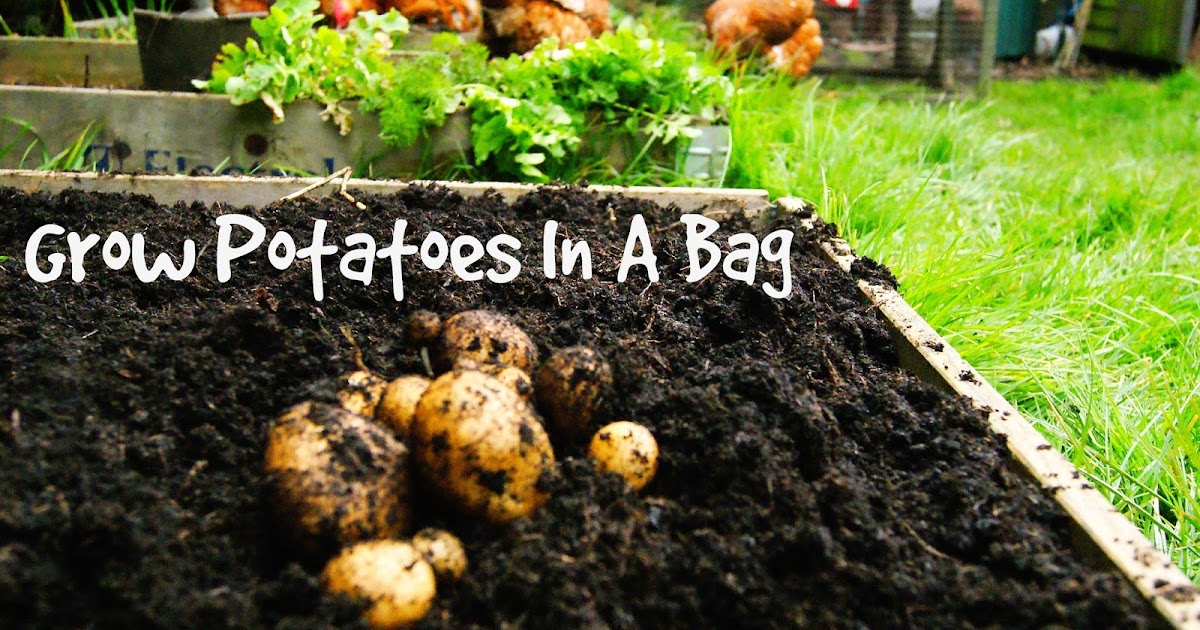 The Syders Step By Step Guide To Growing Potatoes In A Bag