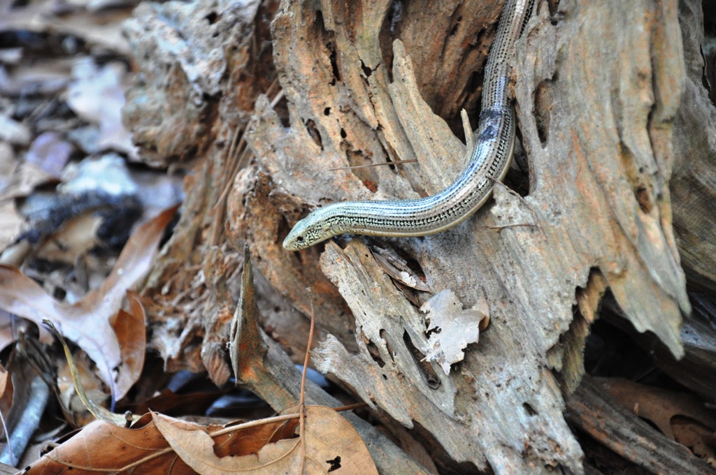 Water Logged Animal Spotlight Eastern glass lizard