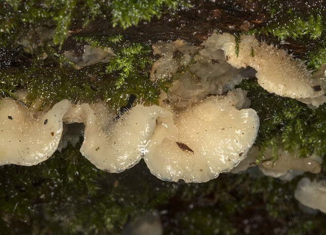 Phlebia tremellosa (Jelly Rot) - upper side.  Knole Park, 3 November 2012