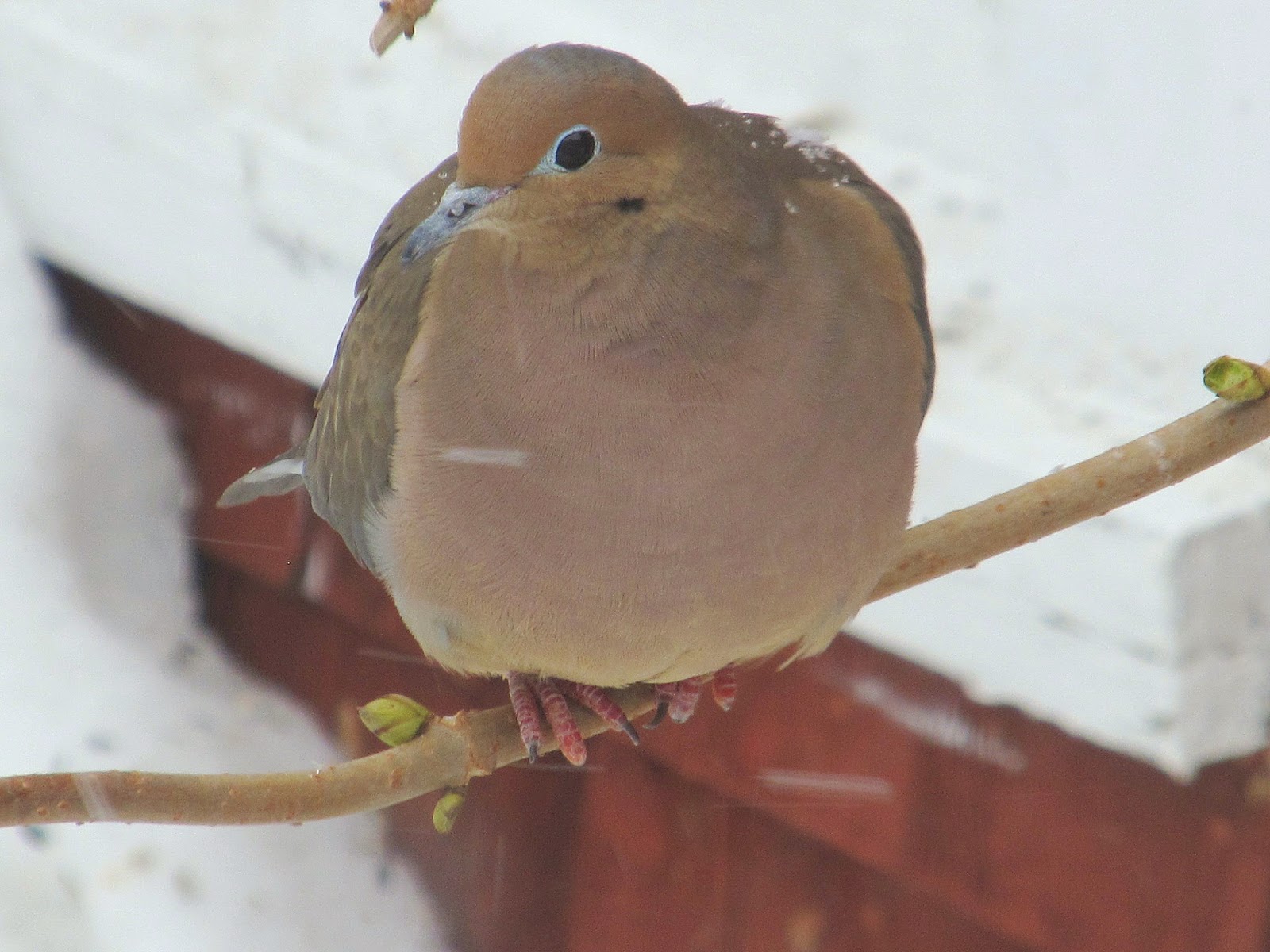 Northern Maine Birds Shorttoed Doves