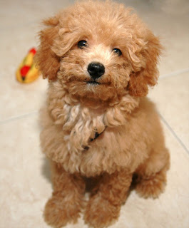 Poodle Puppy Picture