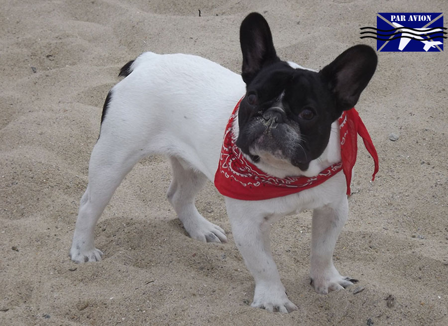 Buldog Francez