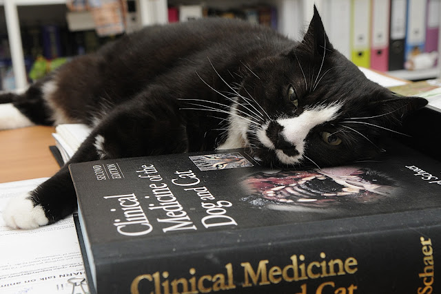 cat sleeps on pet health book