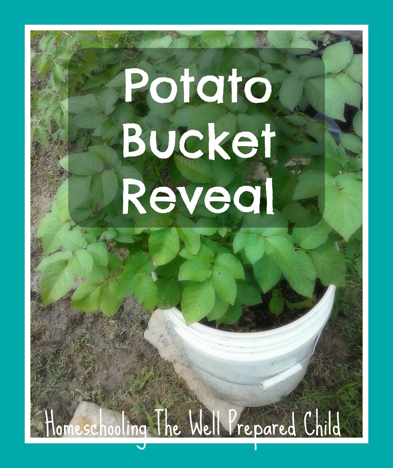 Can You Grow Potatoes in a Bucket? Apartment PrepperApartment Prepper