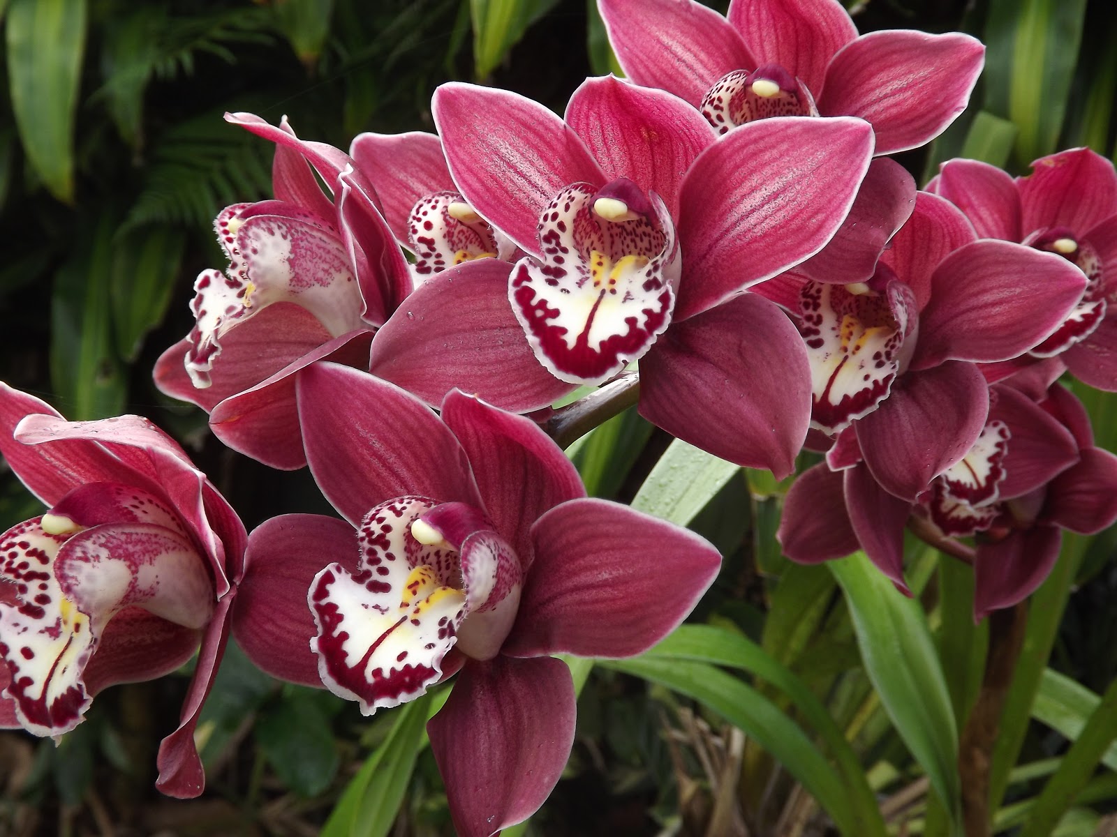 My Orchids Journal NOID Cymbidium Orchids