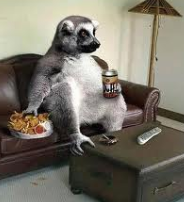 Top Ten Funniest Animals In The World World Info