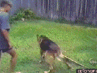 tumblr_m7c4ziVJuH1rwqruho1_250.gif