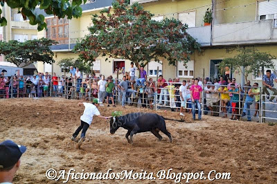 https://picasaweb.google.com/112628067891720623695/PalmelaFestasVindimasLargadaDeToirosReportagemFotografica17h00020913#slideshow/5967828032033305266