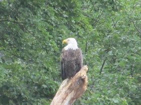 An Assabet River Eagle