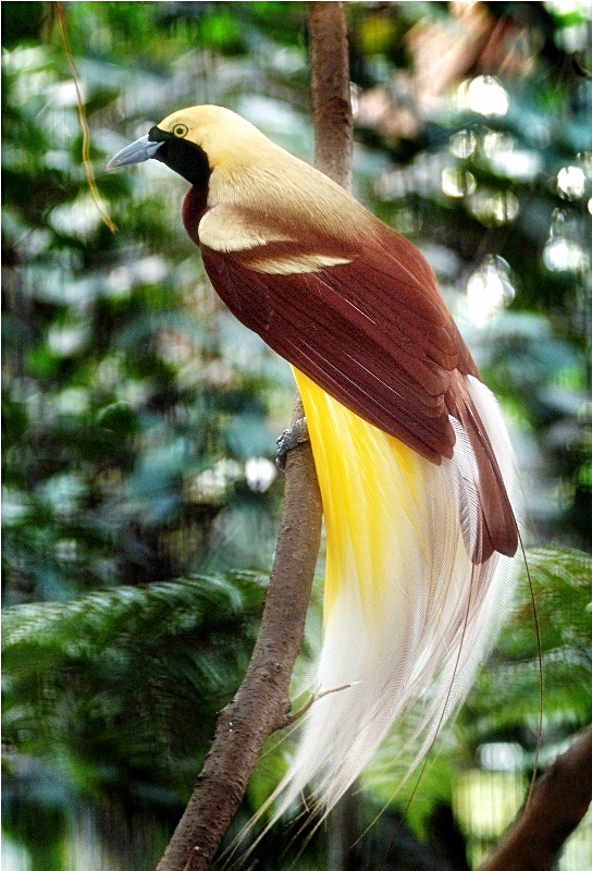 Burung cendrawasih kuning - Ocehan Kenari