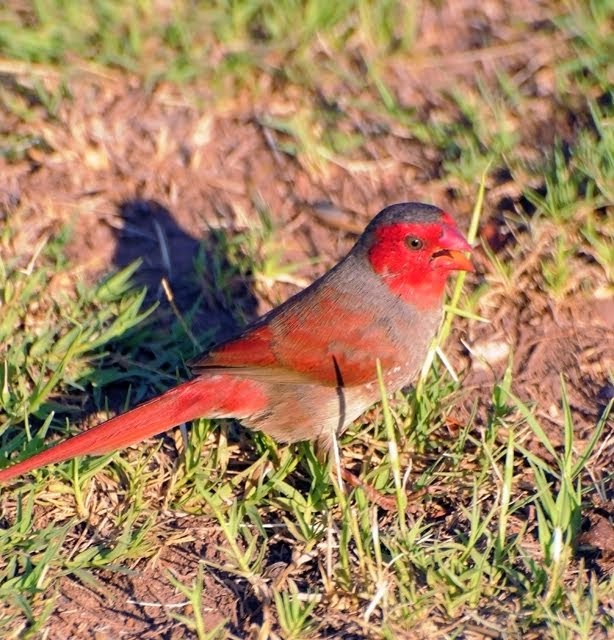 Crimson Finch, male 1109