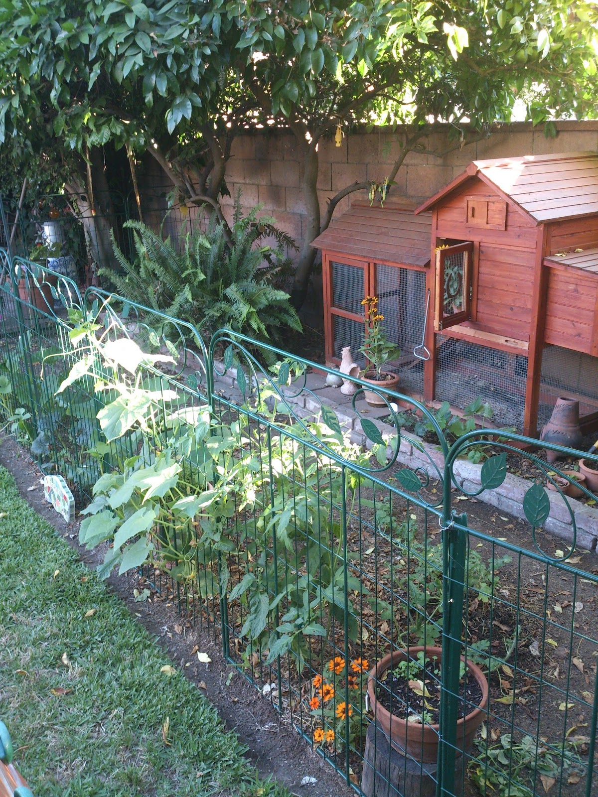 Sunny Simple Life Life in the Chicken Run Garden