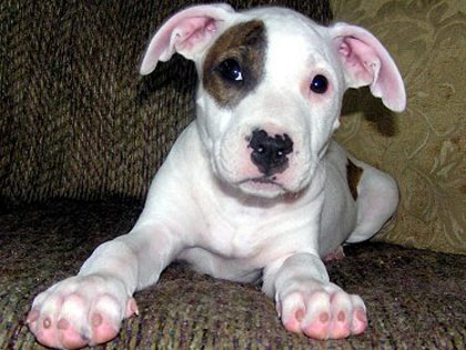 Bull Terrier Puppies on American Pit Bull Terrier Puppies   Puppies Dog Breed Information