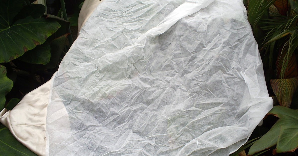 Brad's Tropical Paradise Using a frost cloth to protect your plants in the winter