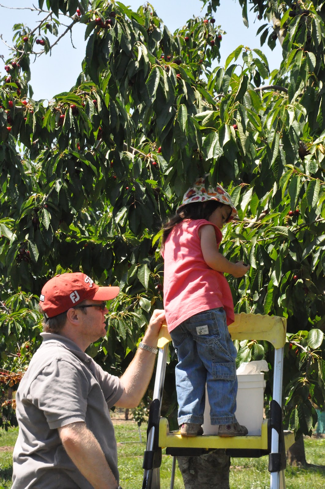 Maya and Luca's World Cherry picking at Upick Farm in Gilroy