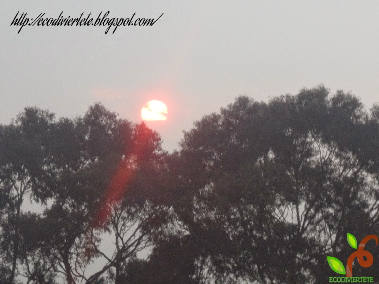 Sol Rojo Maribel Carrillo