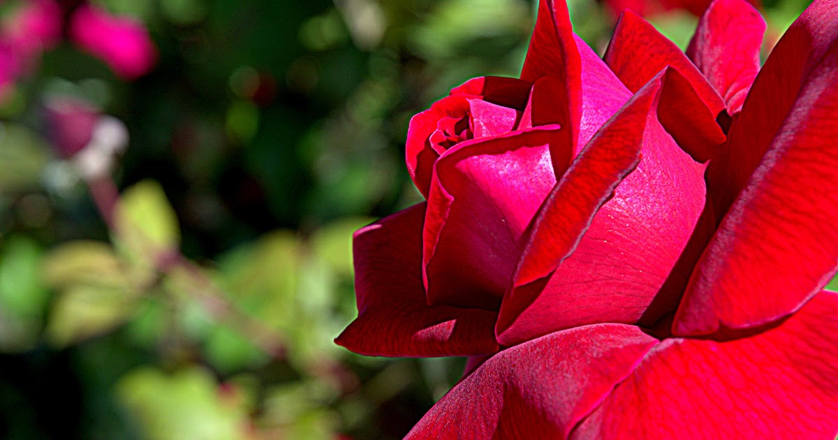 QuiltinCats A Rose is a Rose is a Rose (Las Vegas, NV)