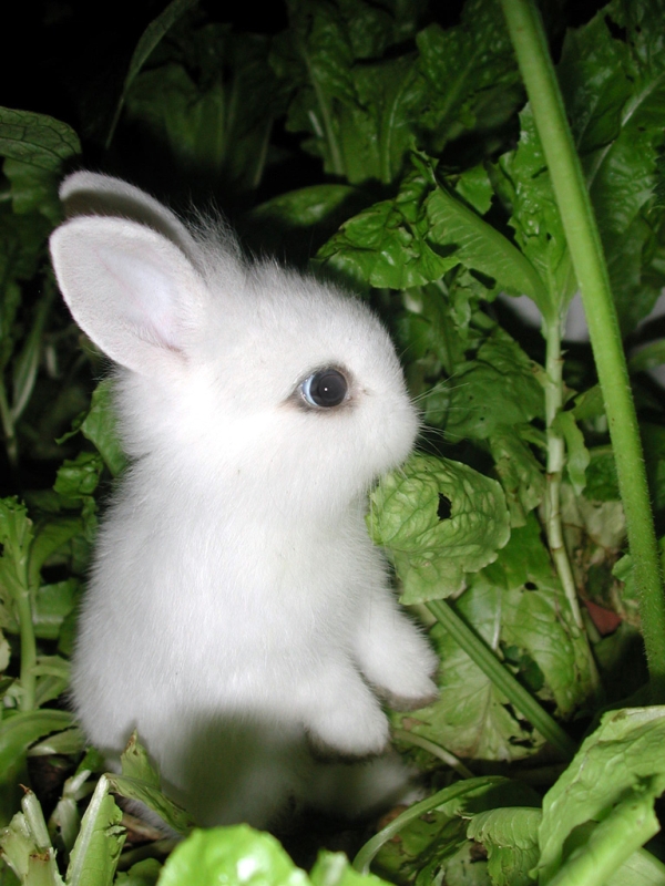 Bunny Pic