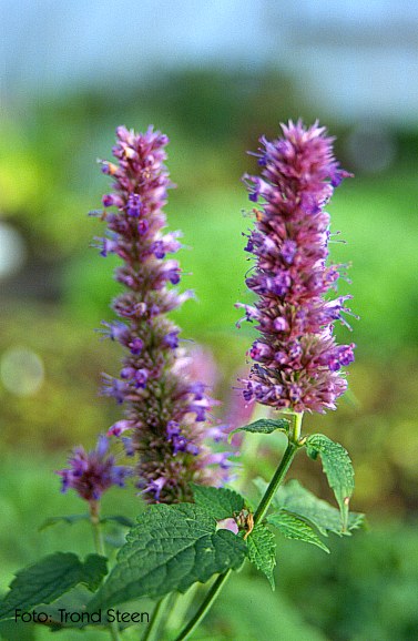 mint flower mint flower