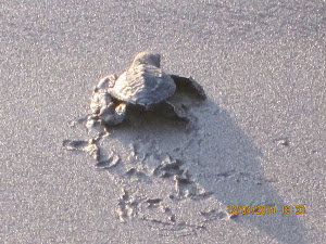 "Baby Turtle" being released into the sea at Velas beach.