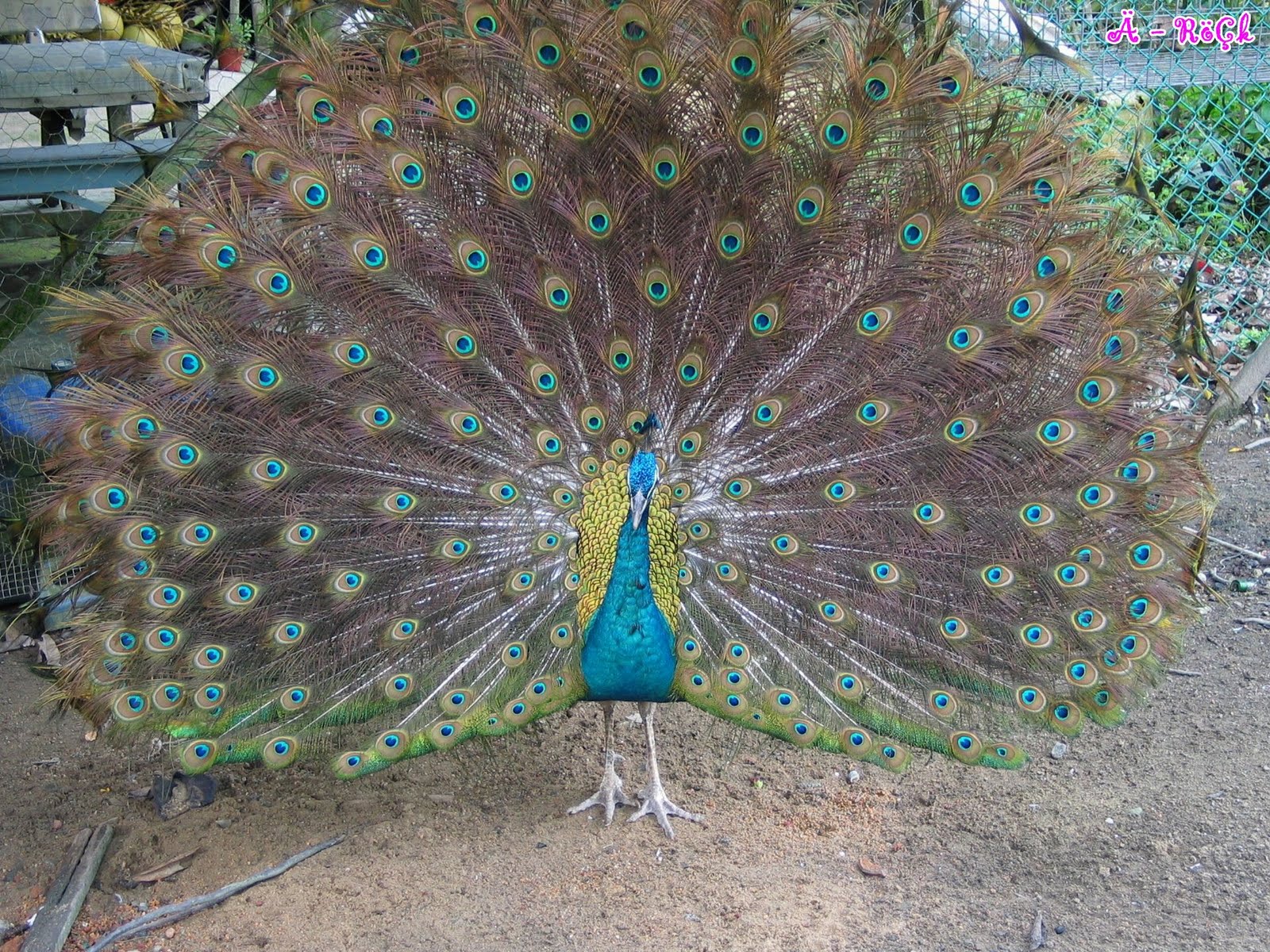 Just Wallpaper Inside: Peacock Wallpaper