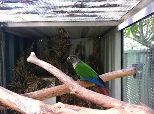 Green Cheeked Conure