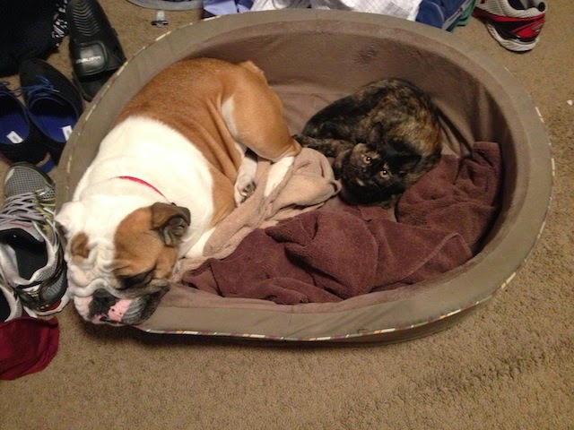 kitty and english bulldog sleeping