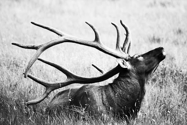 An elk in Yellowstone National Park relaxing in the deep grass.