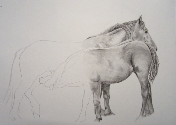 Mes portraits d'animaux Cheval+fusain