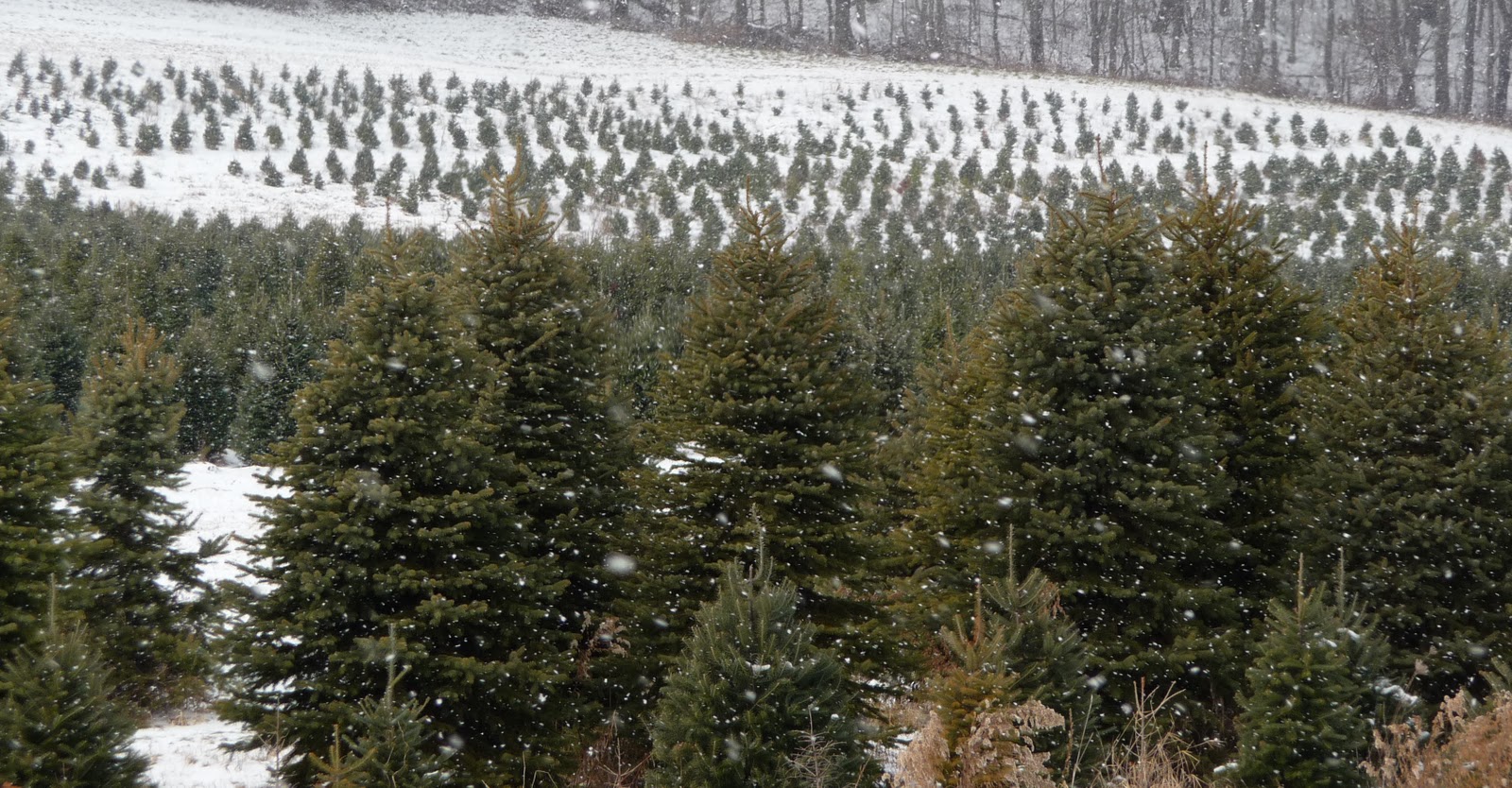 Local Farms Local Food Local Farms In Winter