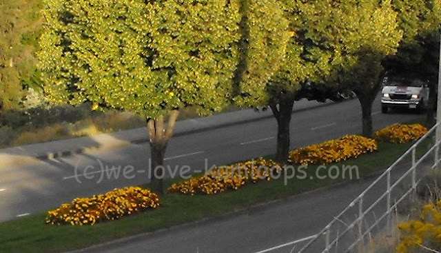 The center boulevard on the street has been filled with bright marigolds.