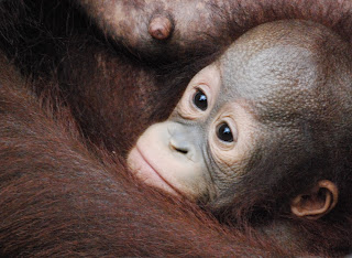 Bukit Merah Orang Utan Sanctuary Ersatz Expat