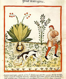 Carnevale della Biodiversità - Ho visto cose… La biologia dei mondi fantastici 9 mandragola