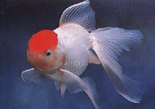 حصرياً ألبوم صور أسماك الزينة النادرة بألوان مذهلة خرافة Gold+Fish+Red+Cap