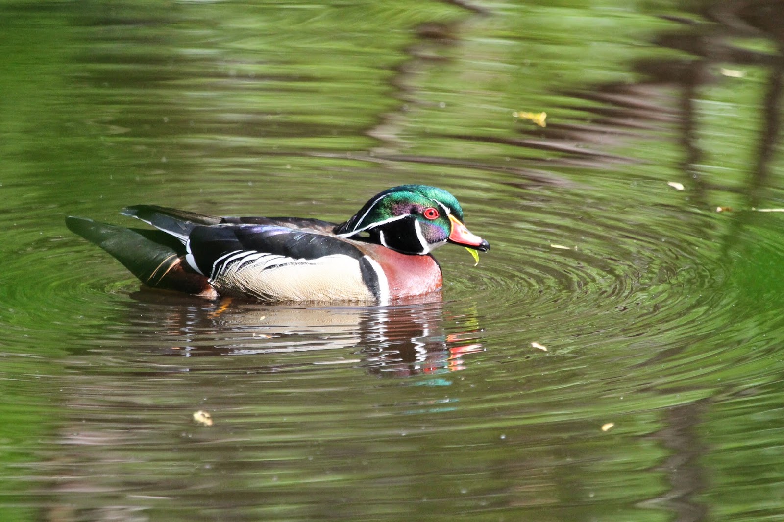 Cottage Country Reflections Wood duck nesting box they flew the coop!