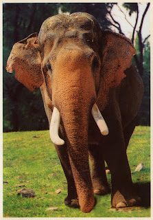 China's keystone species rapid decline Postcard Interchange 明信片交流站: Rare Animals in China