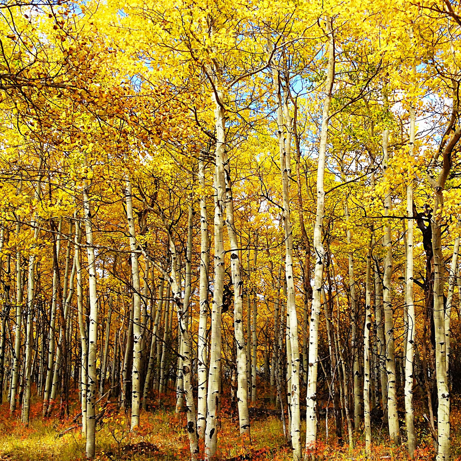 Image result for aspen trees calgary