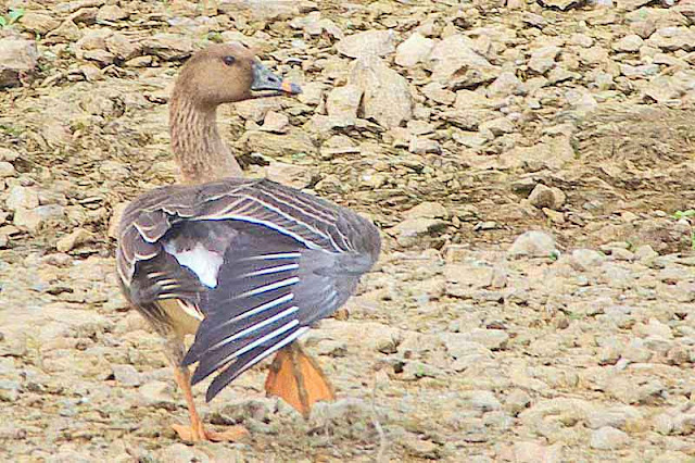 bird, Tundra Bean Goose, stretching